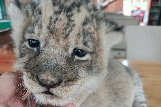 Side Green Canyon, Waterfall and Baby Lions with Mosque Visit - Baby Lions Park: adorable stop, but go in with realistic expectations