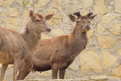 Side Green Canyon, Waterfall and Baby Lions with Mosque Visit - The orange gardens, Roman aqueduct, and gözleme break