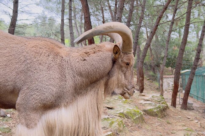 Side Green Canyon, Waterfall and Baby Lions with Mosque Visit - Pickup, duration, and group size: how the day stays workable