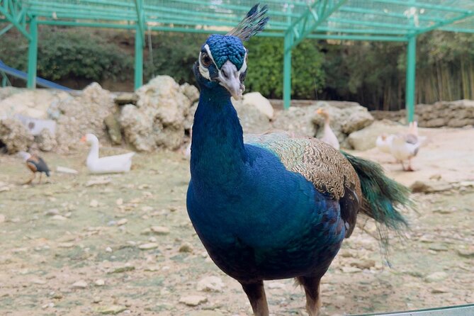 Side Green Canyon, Waterfall and Baby Lions with Mosque Visit - What to pack so you can enjoy every stop